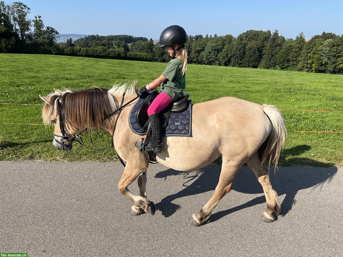 Ältere, liebe Fjord Ponystute sehr brav im Umgang