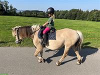 Ältere, liebe Fjord Ponystute sehr brav im Umgang