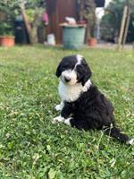 Sheepadoodle Welpe, Rüde sucht ein Zuhause