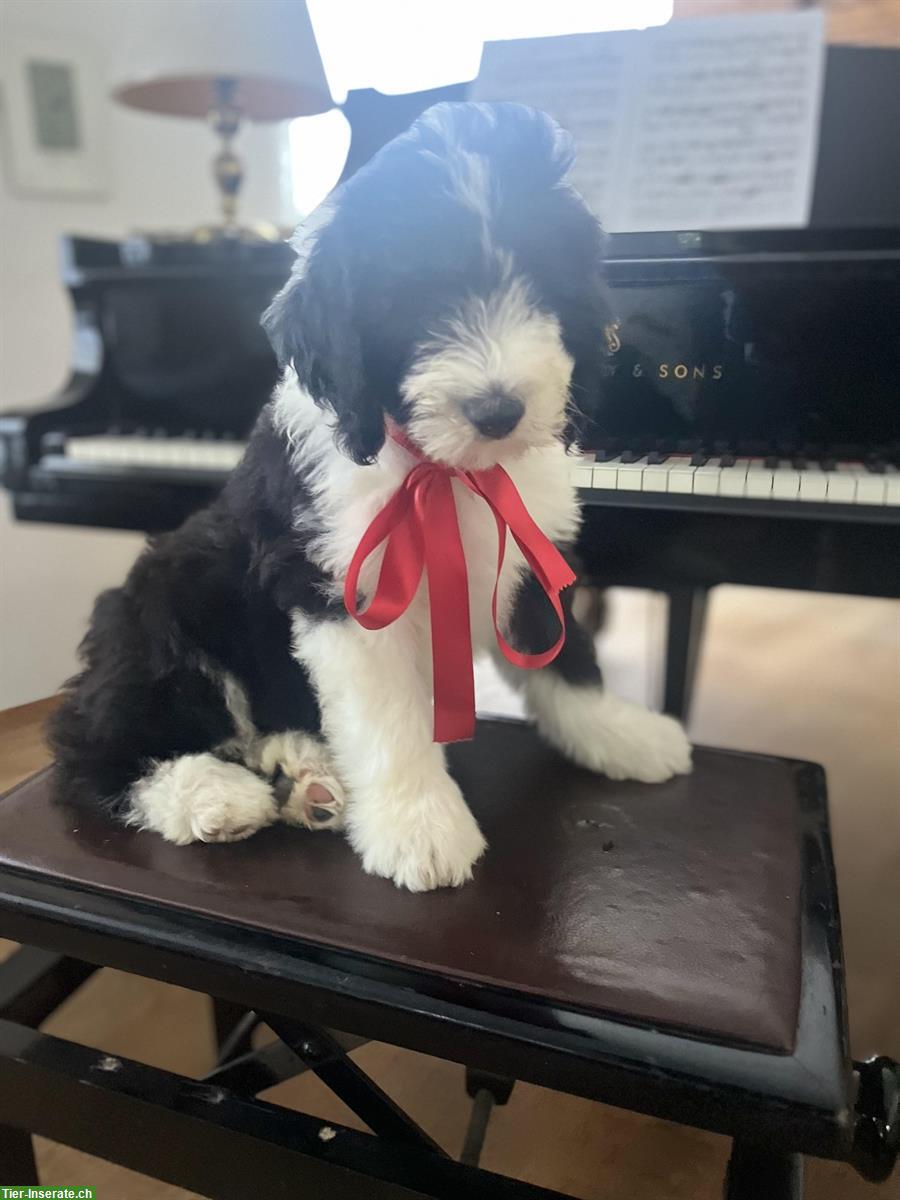 Bild 2: Sheepadoodle Welpe, Rüde sucht ein Zuhause
