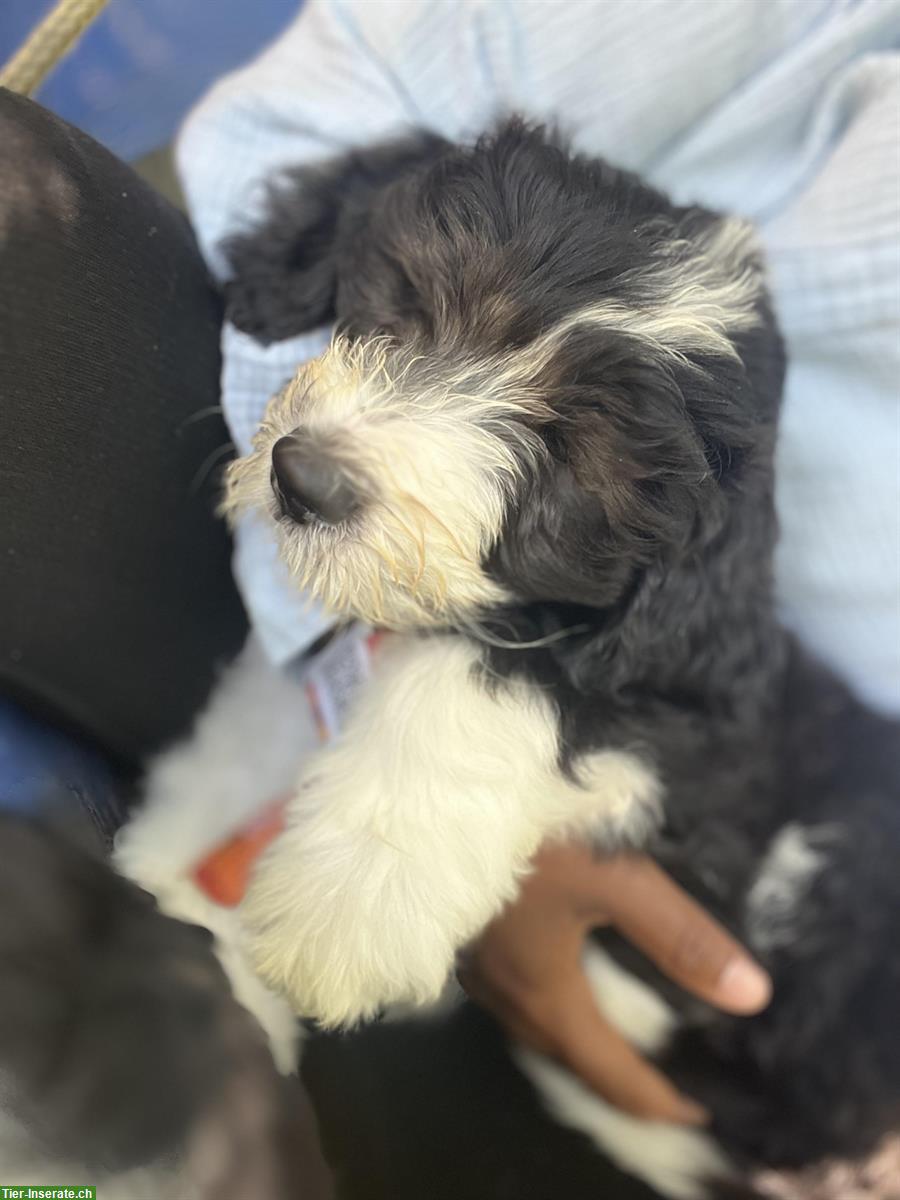 Bild 3: Sheepadoodle Welpe, Rüde sucht ein Zuhause