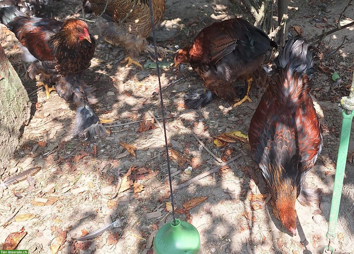 3 Brahma Hähne gratis abzugeben