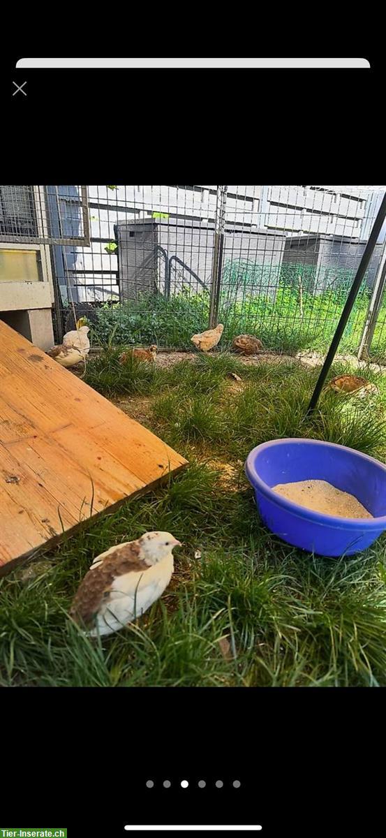 Bild 4: Legewachteln, Celadon Wachteln Gruppe zu verkaufen