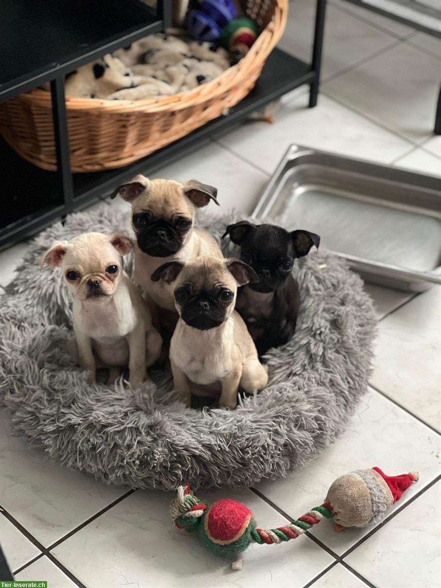 Mops Welpen suchen Zuhause für immer