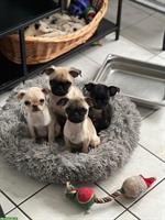 Mops Welpen suchen Zuhause für immer