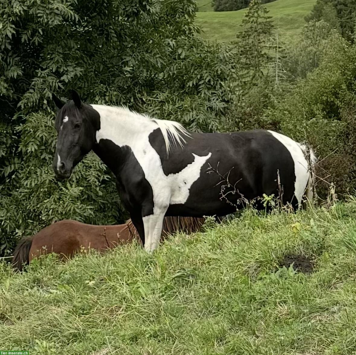 Irländer Mix Stute 148cm zu verkaufen