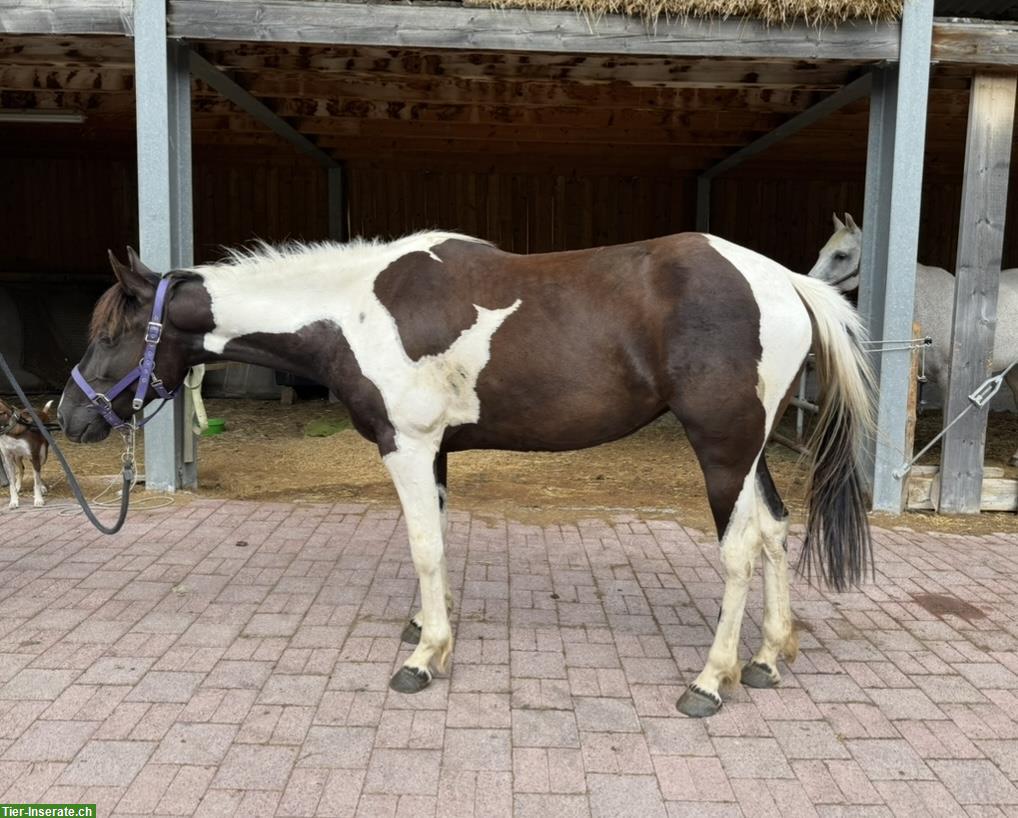 Bild 3: Irländer Mix Stute 148cm zu verkaufen