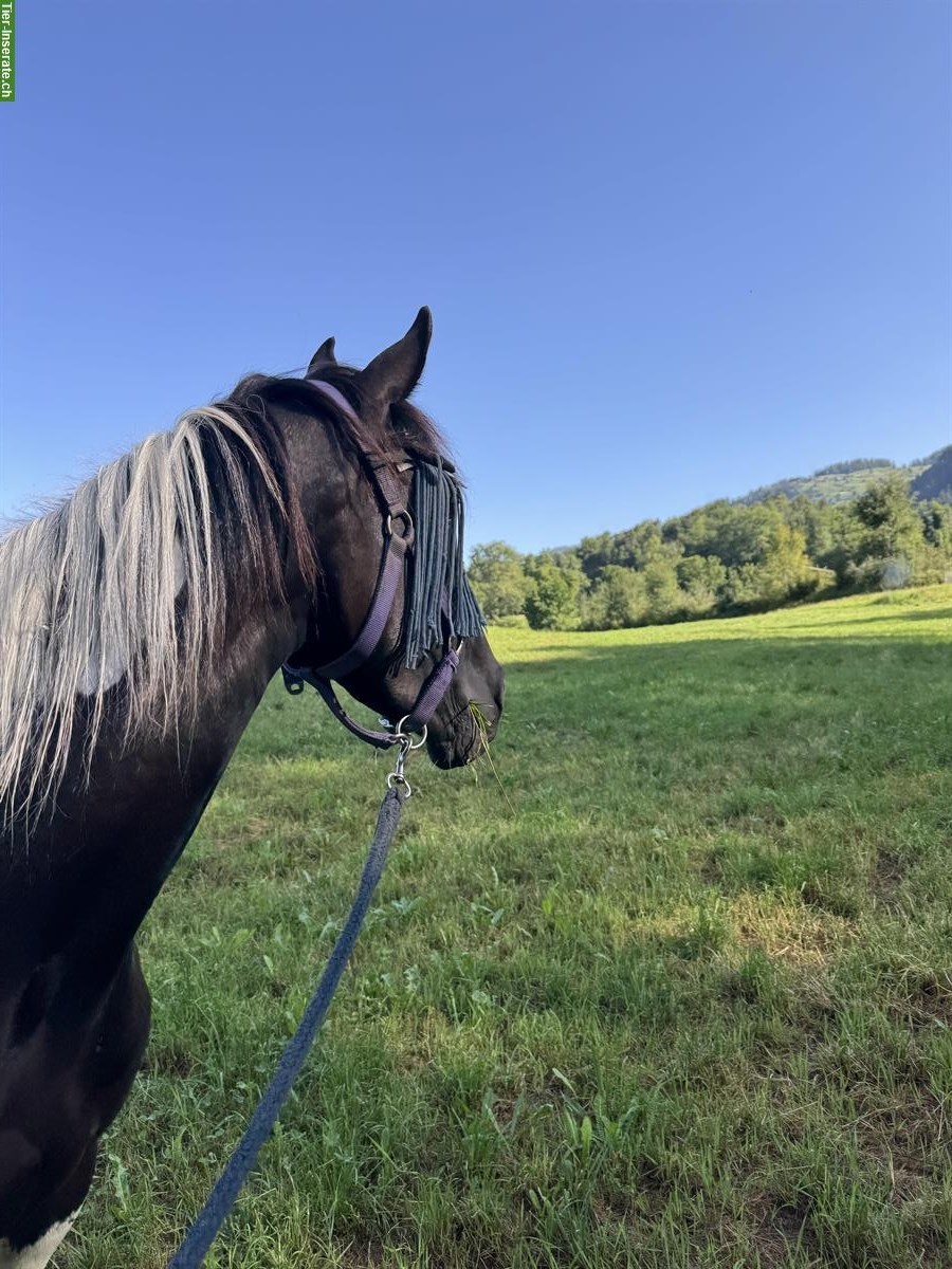 Bild 4: Irländer Mix Stute 148cm zu verkaufen