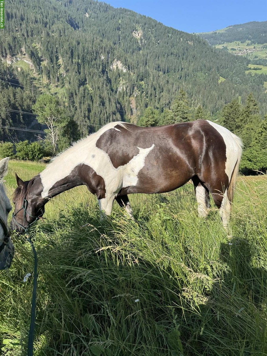 Bild 5: Irländer Mix Stute 148cm zu verkaufen