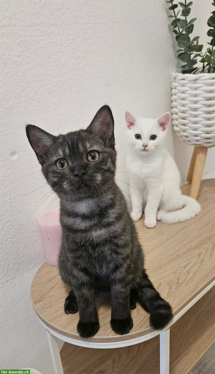 BKH Katzenbabys zu verkaufen