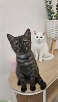 BKH Katzenbabys zu verkaufen