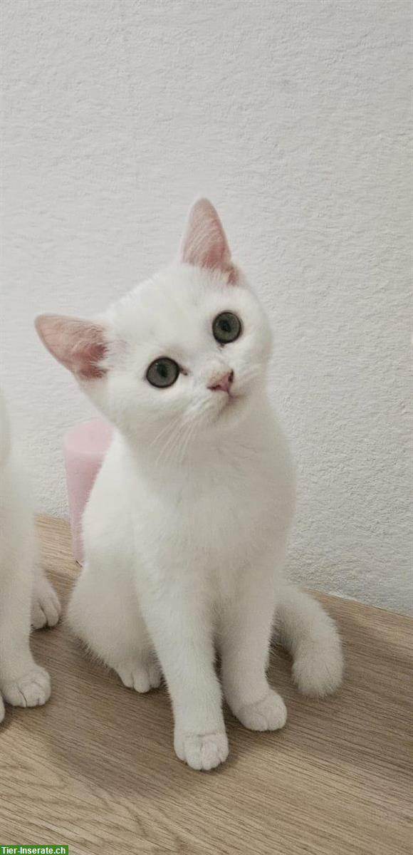 Bild 2: BKH Katzenbabys zu verkaufen