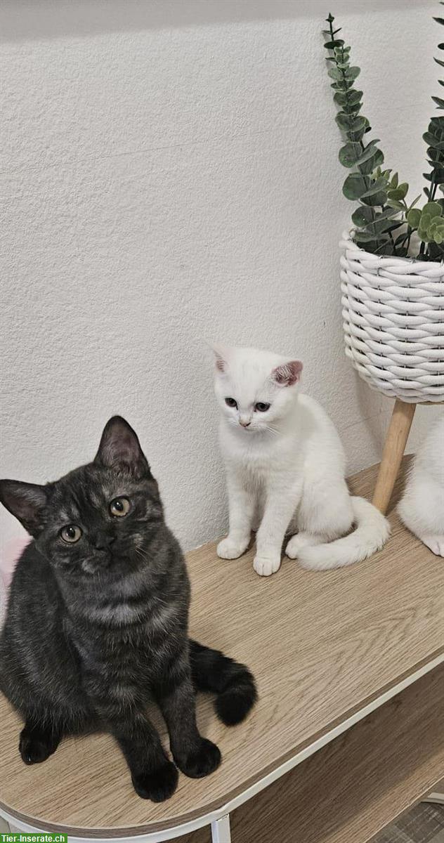 Bild 3: BKH Katzenbabys zu verkaufen