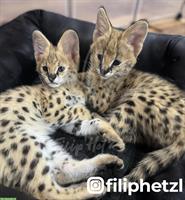 Serval 🐱 gesund, charmant und bereit für ein neues Zuhause!