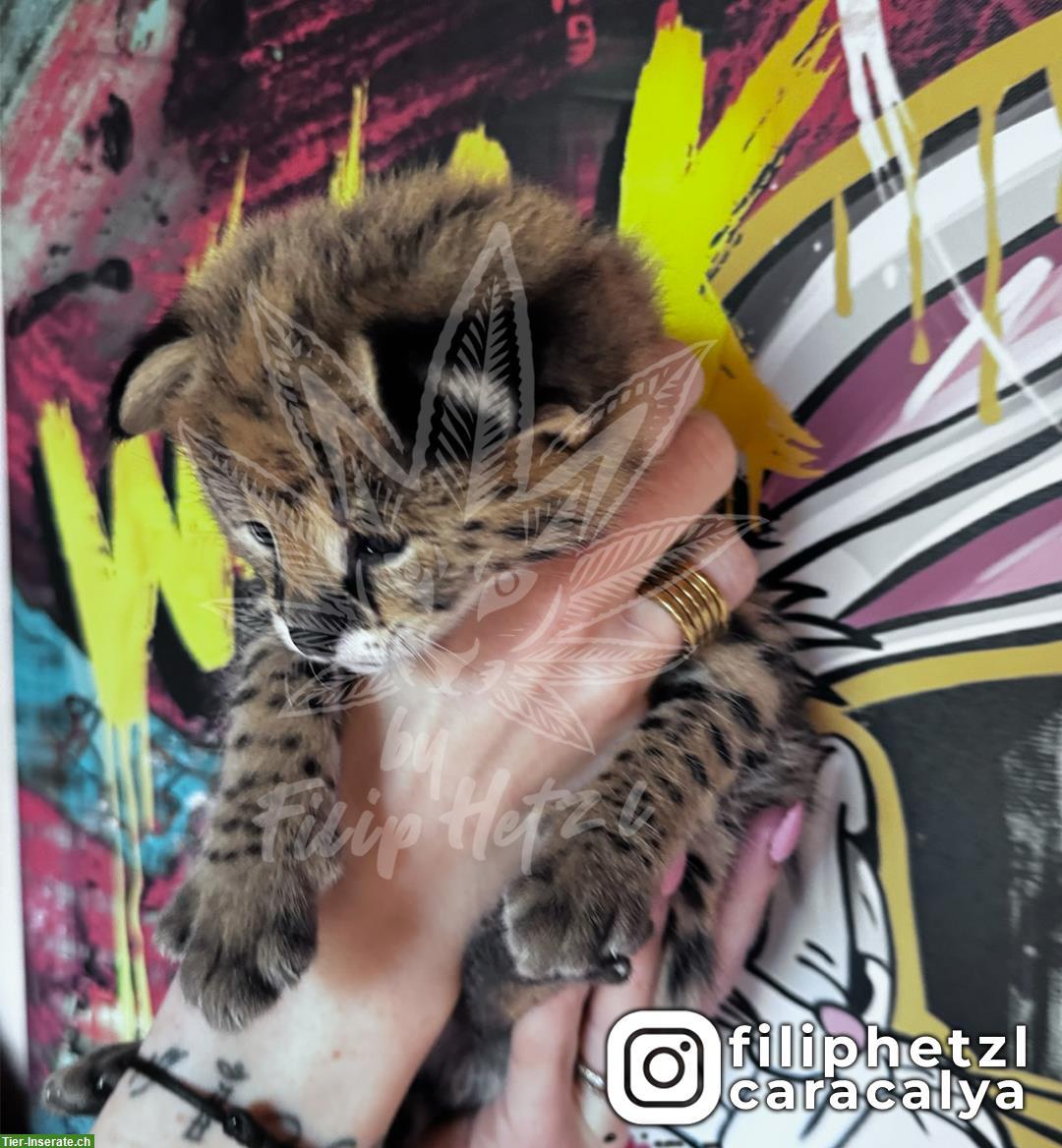 Bild 2: Serval 🐱 gesund, charmant und bereit für ein neues Zuhause!