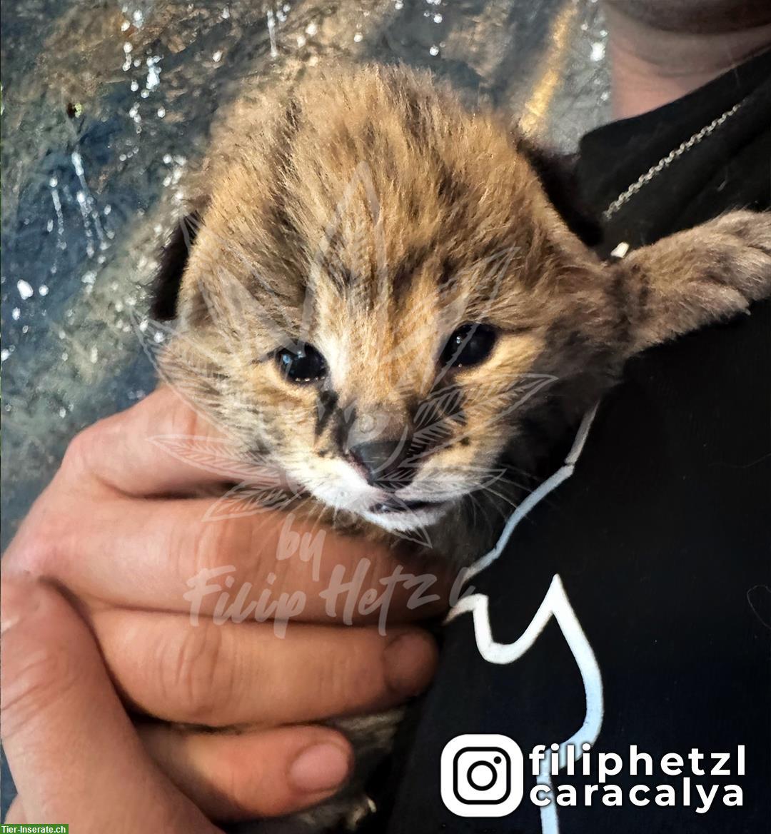Bild 3: Serval 🐱 gesund, charmant und bereit für ein neues Zuhause!