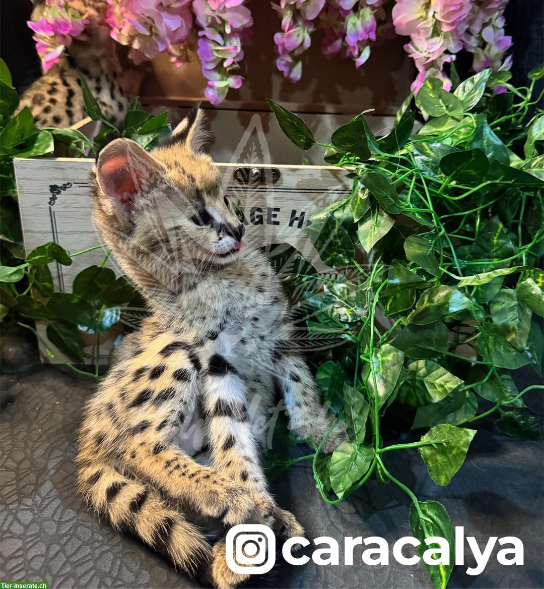 Bild 4: Serval 🐱 gesund, charmant und bereit für ein neues Zuhause!