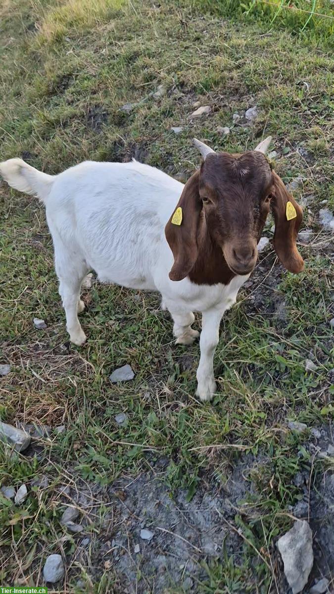 Bild 3: Burenziegen Gitzi weiblich zu verkaufen