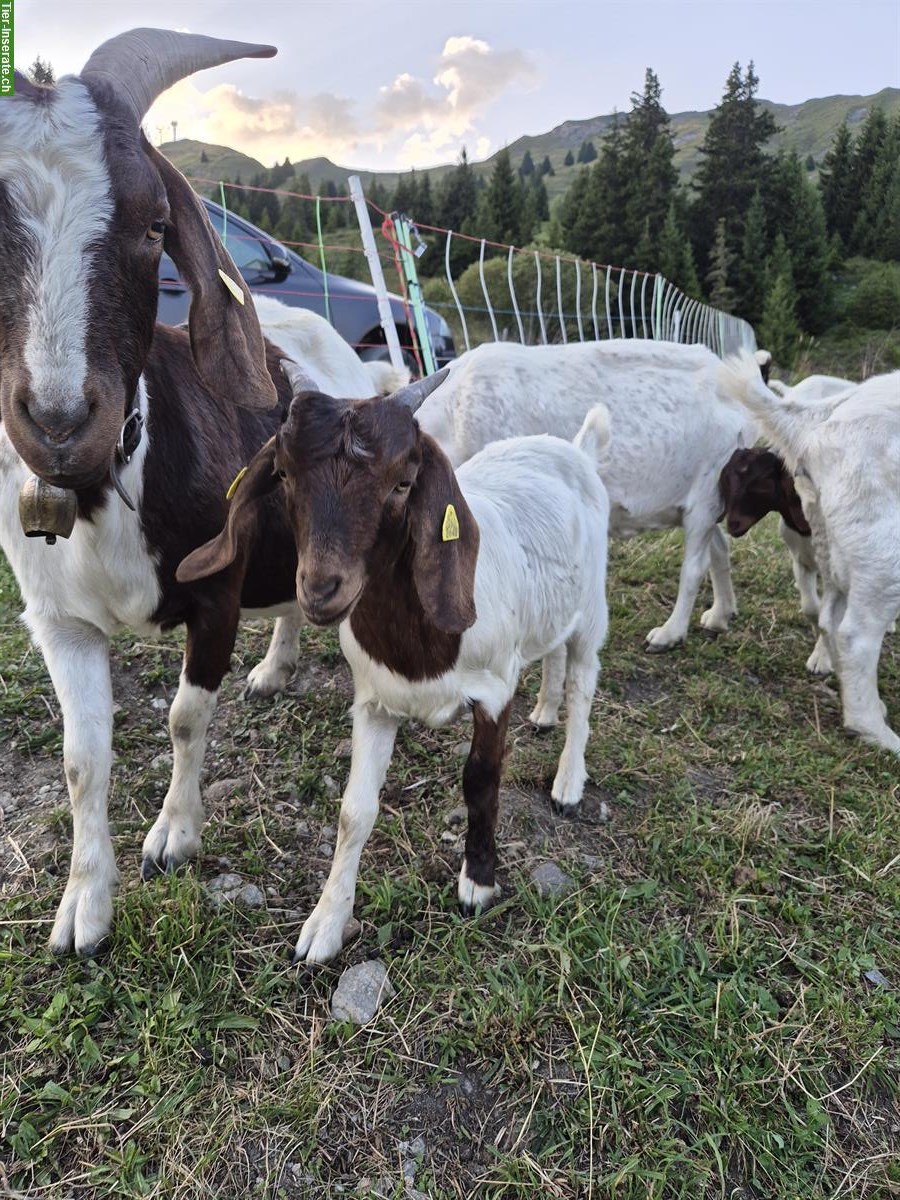 Bild 6: Burenziegen Gitzi weiblich zu verkaufen