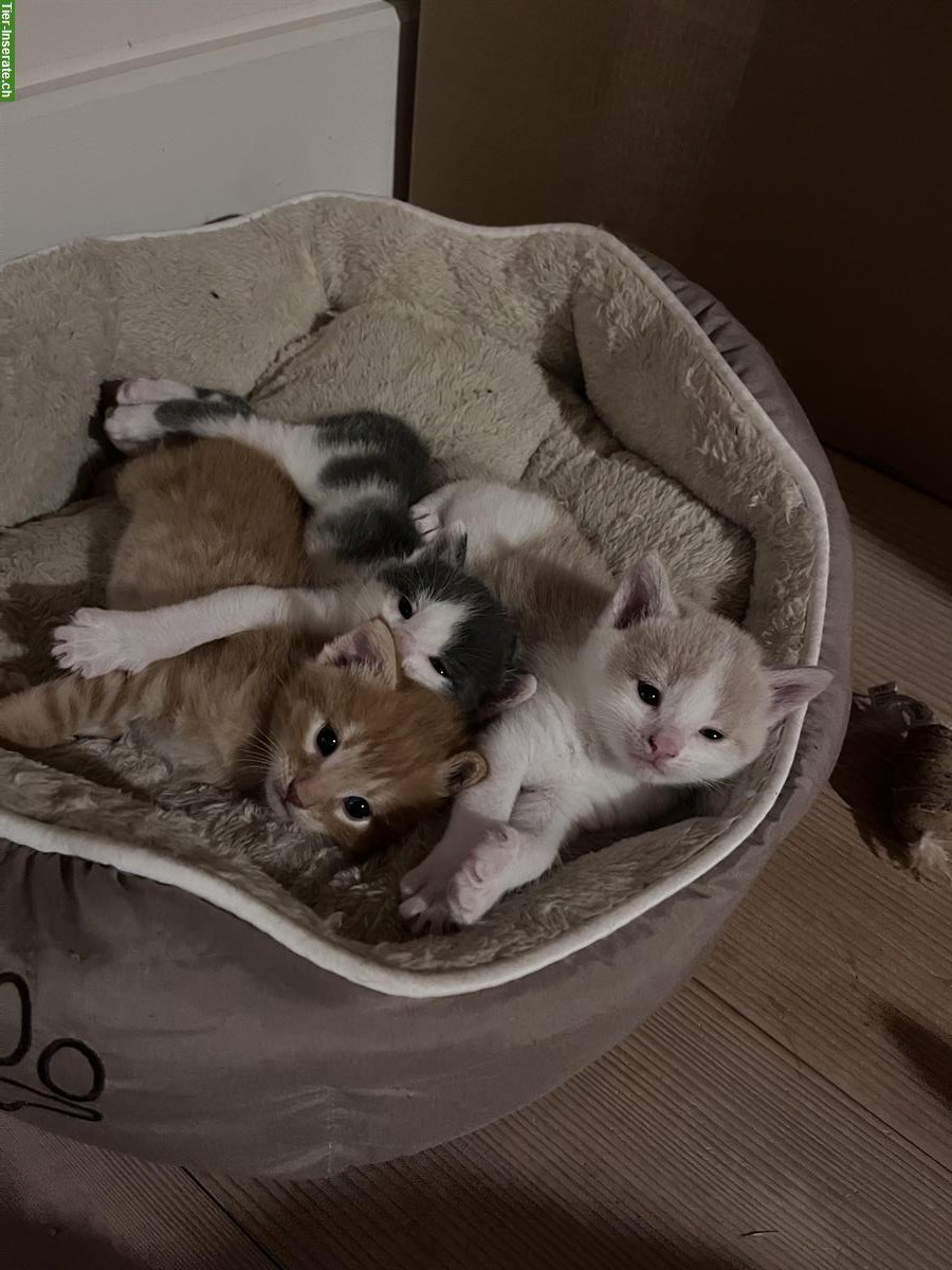 Bild 2: Unsere 4 Kitten 🐱 suchen ein liebes Zuhause 🏠