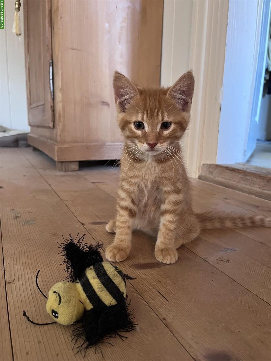 Bild 3: Unsere 4 Kitten 🐱 suchen ein liebes Zuhause 🏠