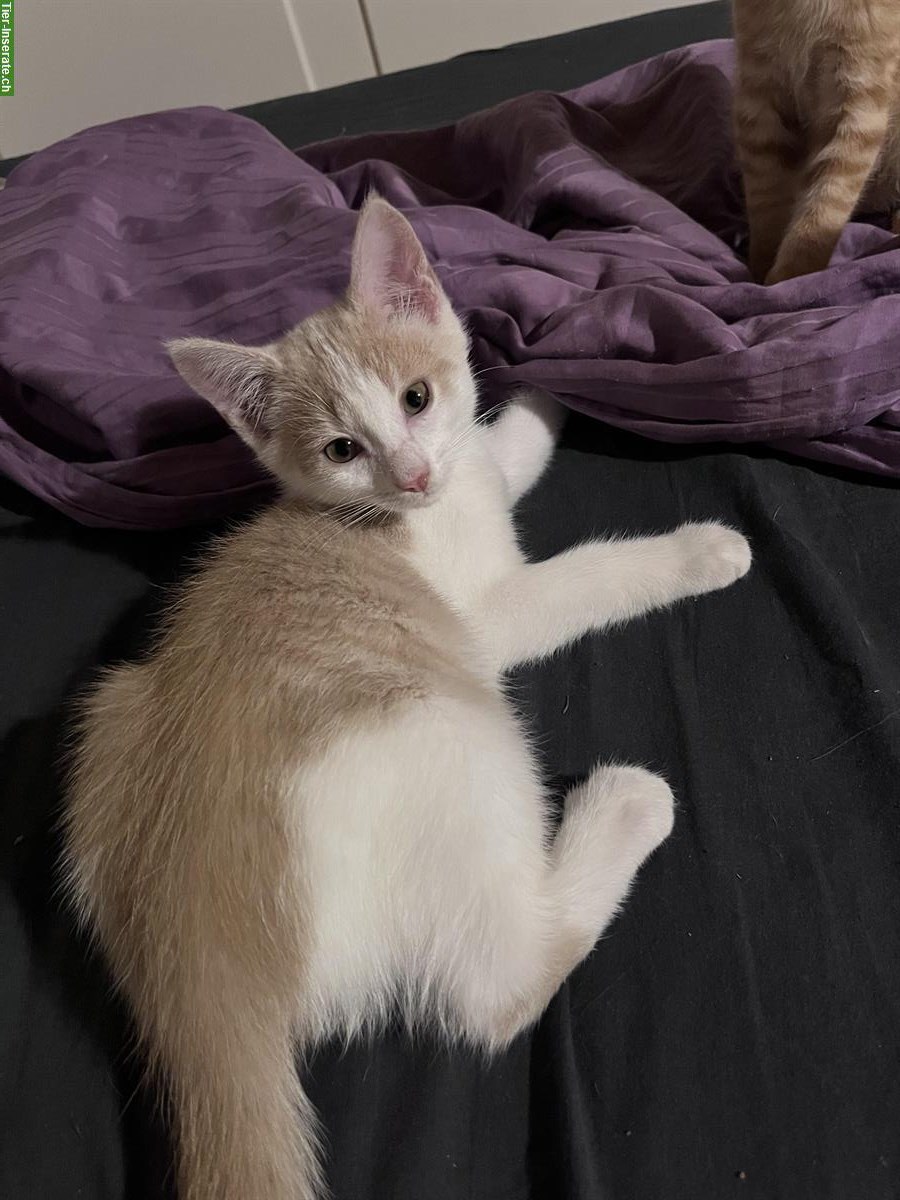 Bild 5: Unsere 4 Kitten 🐱 suchen ein liebes Zuhause 🏠