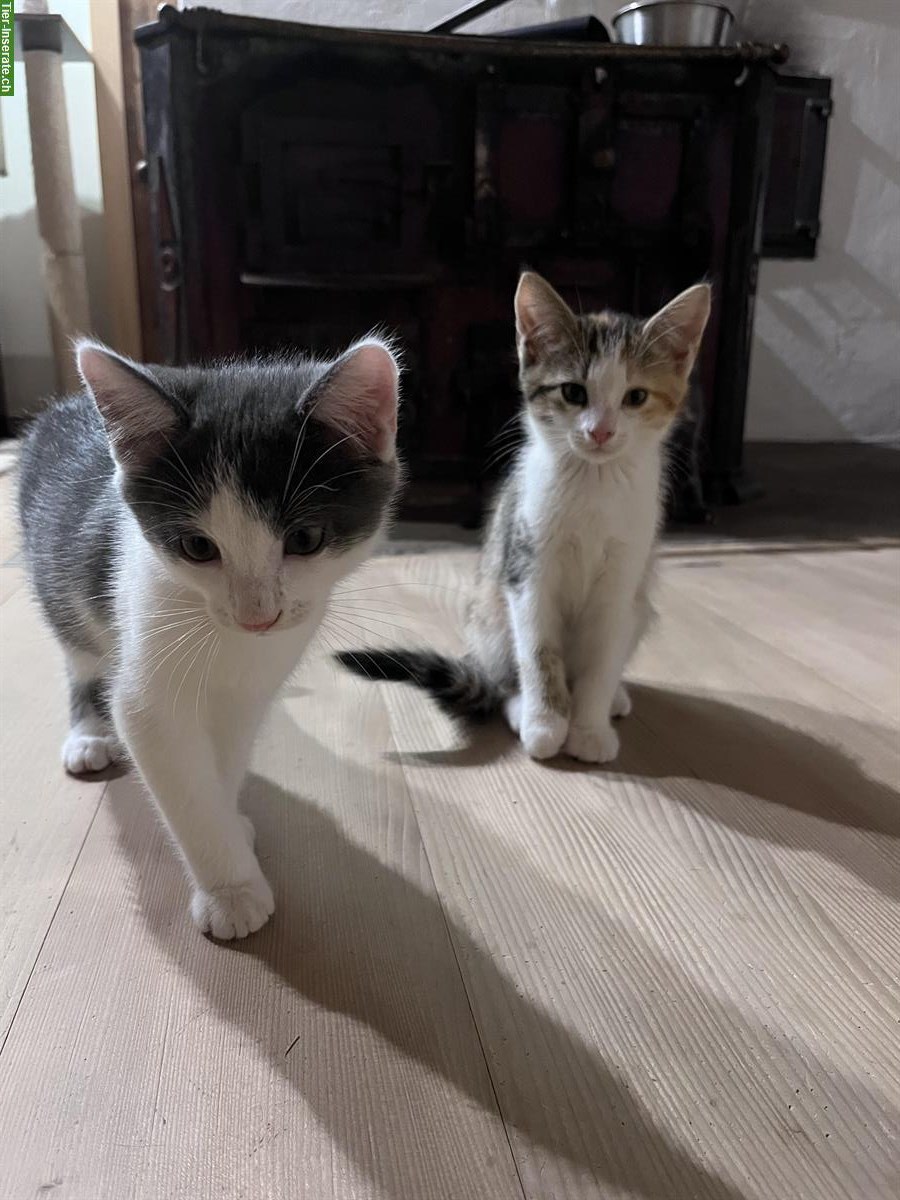 Bild 6: Unsere 4 Kitten 🐱 suchen ein liebes Zuhause 🏠
