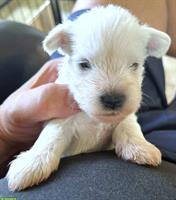 Weiße Zwergschnauzer Welpen, Rüden zu verkaufen
