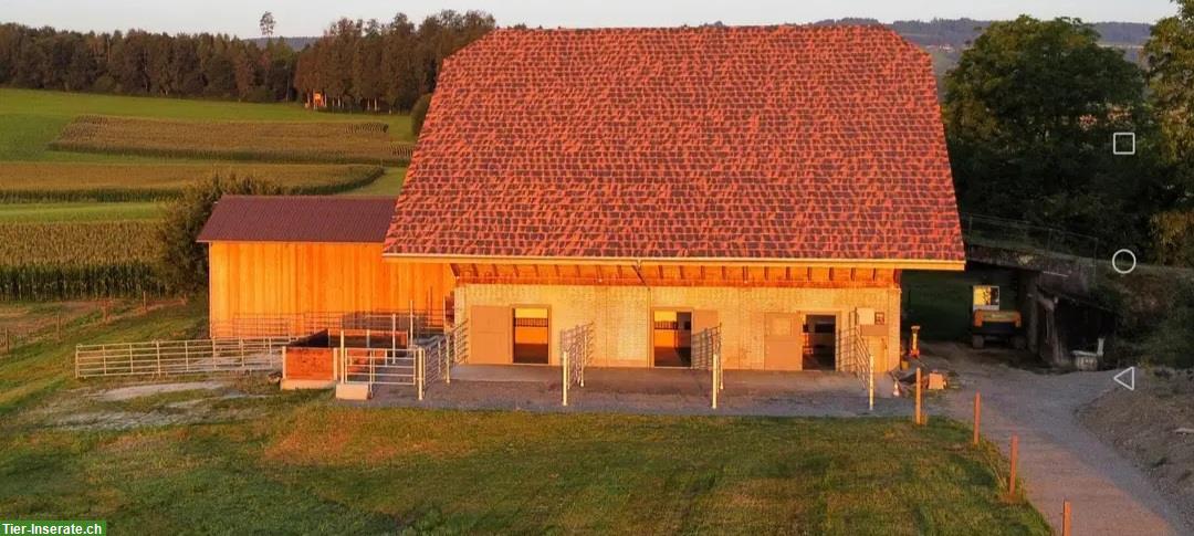 Vermieten Pferdebox mit direktem Weidezugang im Aargau