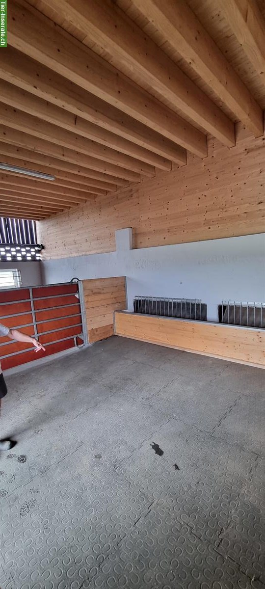 Bild 10: Vermieten Pferdebox mit direktem Weidezugang im Aargau