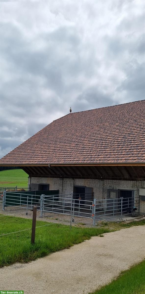 Bild 2: Vermieten Pferdebox mit direktem Weidezugang im Aargau