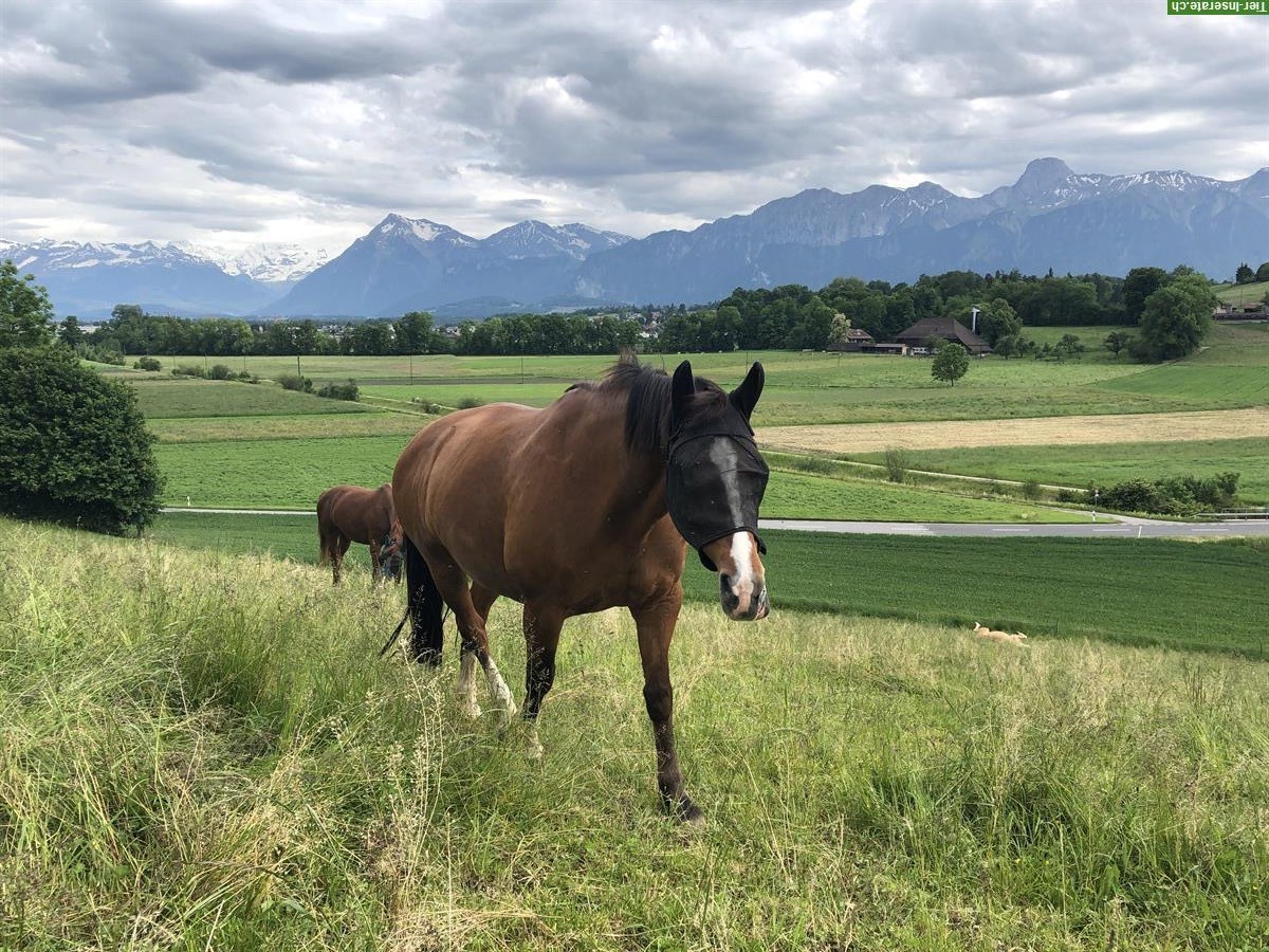 Biete Reitbeteiligung auf Kleinpferd in Uttigen BE