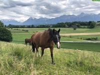 Biete Reitbeteiligung auf Kleinpferd in Uttigen BE