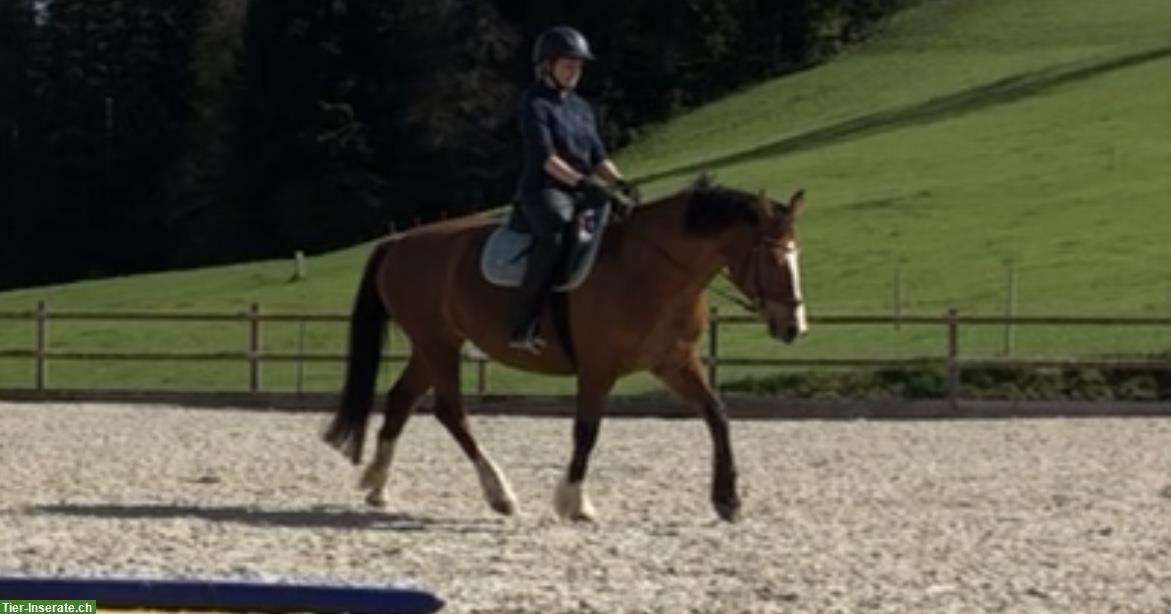 Bild 2: Biete Reitbeteiligung auf Kleinpferd in Uttigen BE