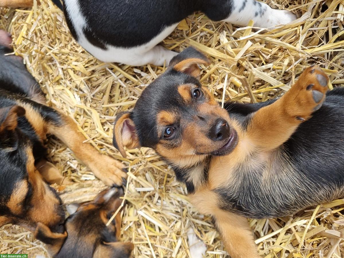 Jack Russell Welpen, männlich