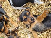 Jack Russell Welpen, männlich