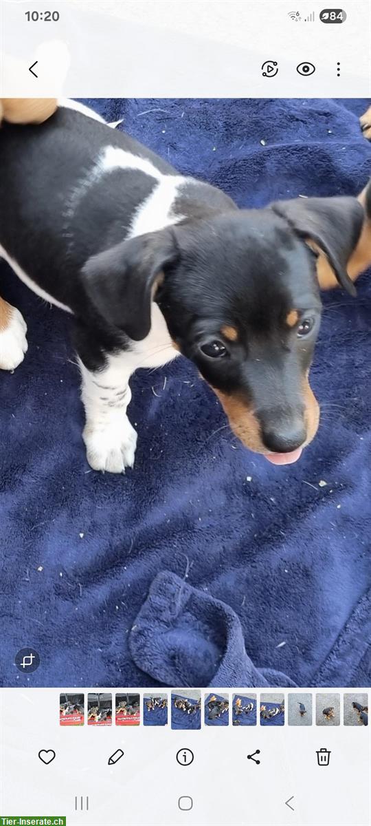 Bild 3: Jack Russell Welpen, männlich