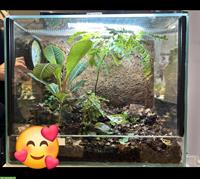 Springspinnen + Terrarium Komplettset zu verkaufen