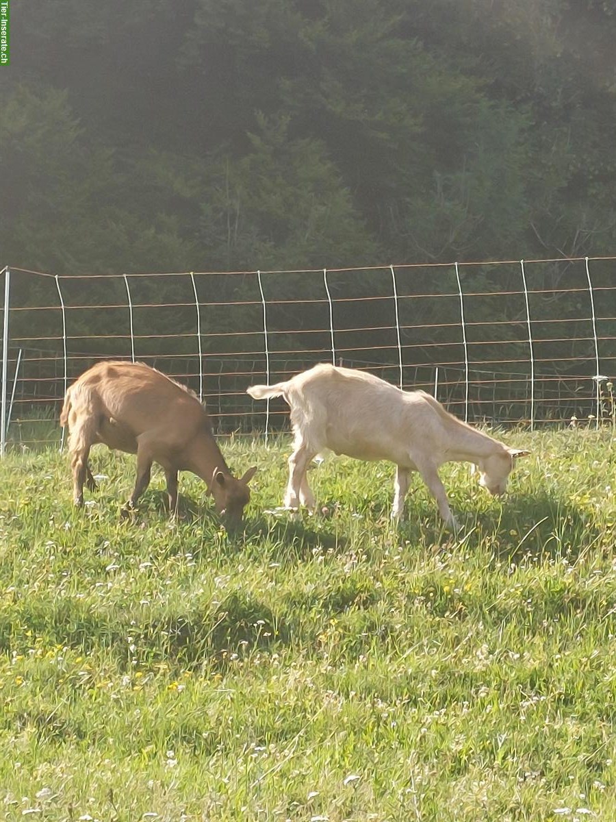Ziegenböckli hornlos zu verkaufen