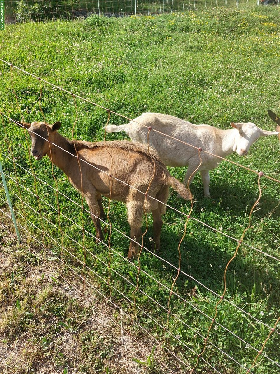 Bild 2: Ziegenböckli hornlos zu verkaufen