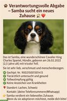 Hündin Samba sucht ein neues Zuhause 🏡❤️