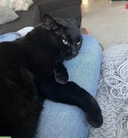 Kätzchen (weiblich) gesucht als Gspänli für meine Katze