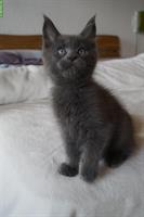 Maine Coon Kitten zu verkaufen