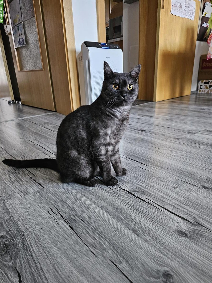 1-jähriger BKH Kater kastriert sucht ein Zuhause