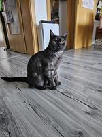1-jähriger BKH Kater kastriert sucht ein Zuhause