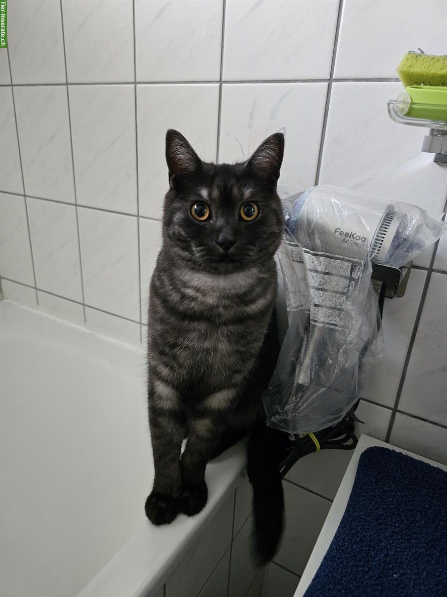 Bild 2: 1-jähriger BKH Kater kastriert sucht ein Zuhause