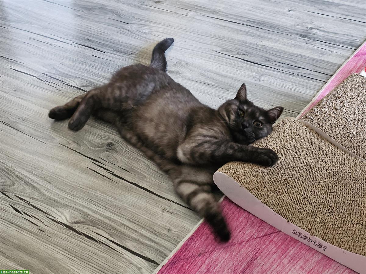 Bild 3: 1-jähriger BKH Kater kastriert sucht ein Zuhause