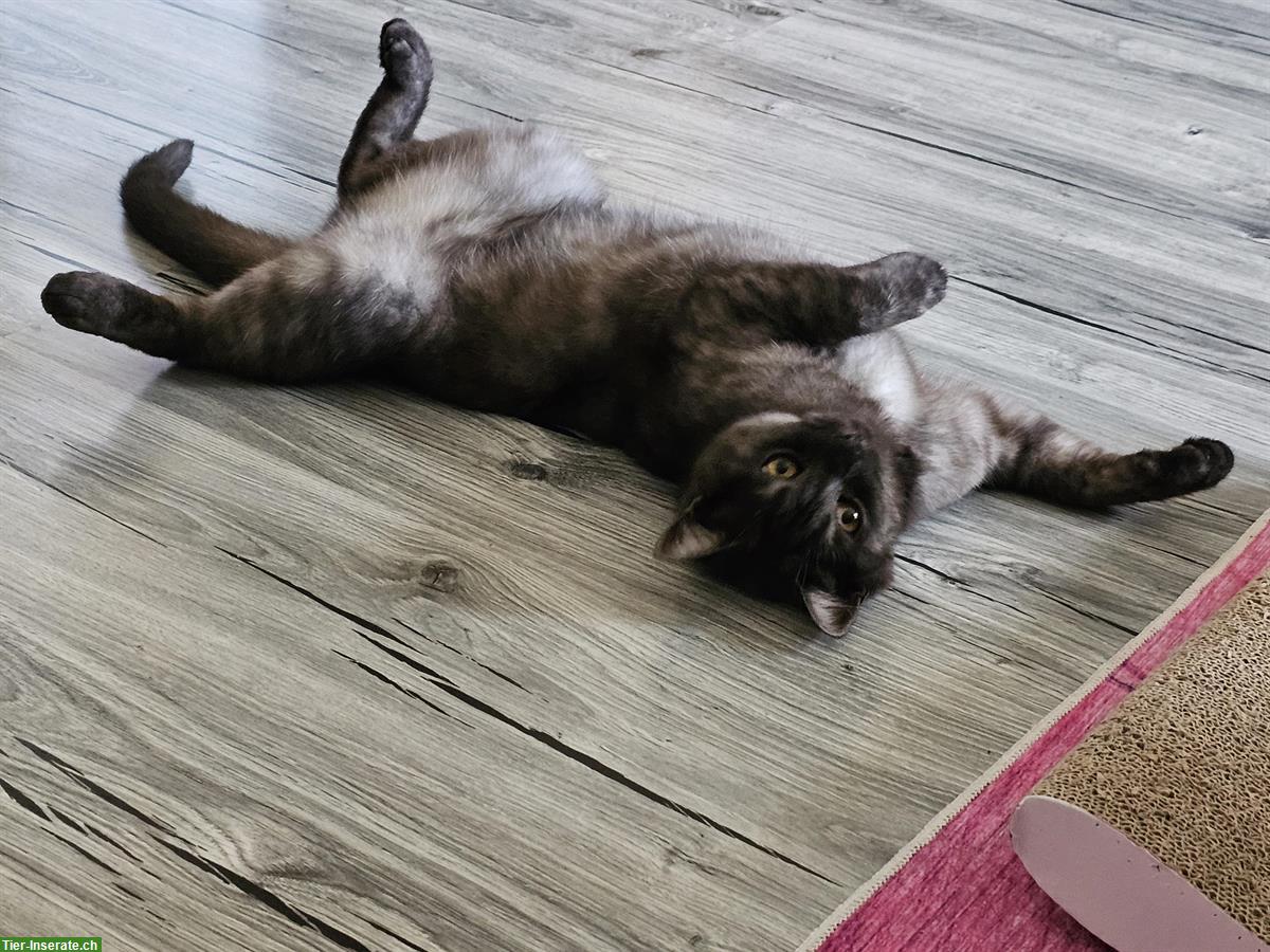 Bild 4: 1-jähriger BKH Kater kastriert sucht ein Zuhause