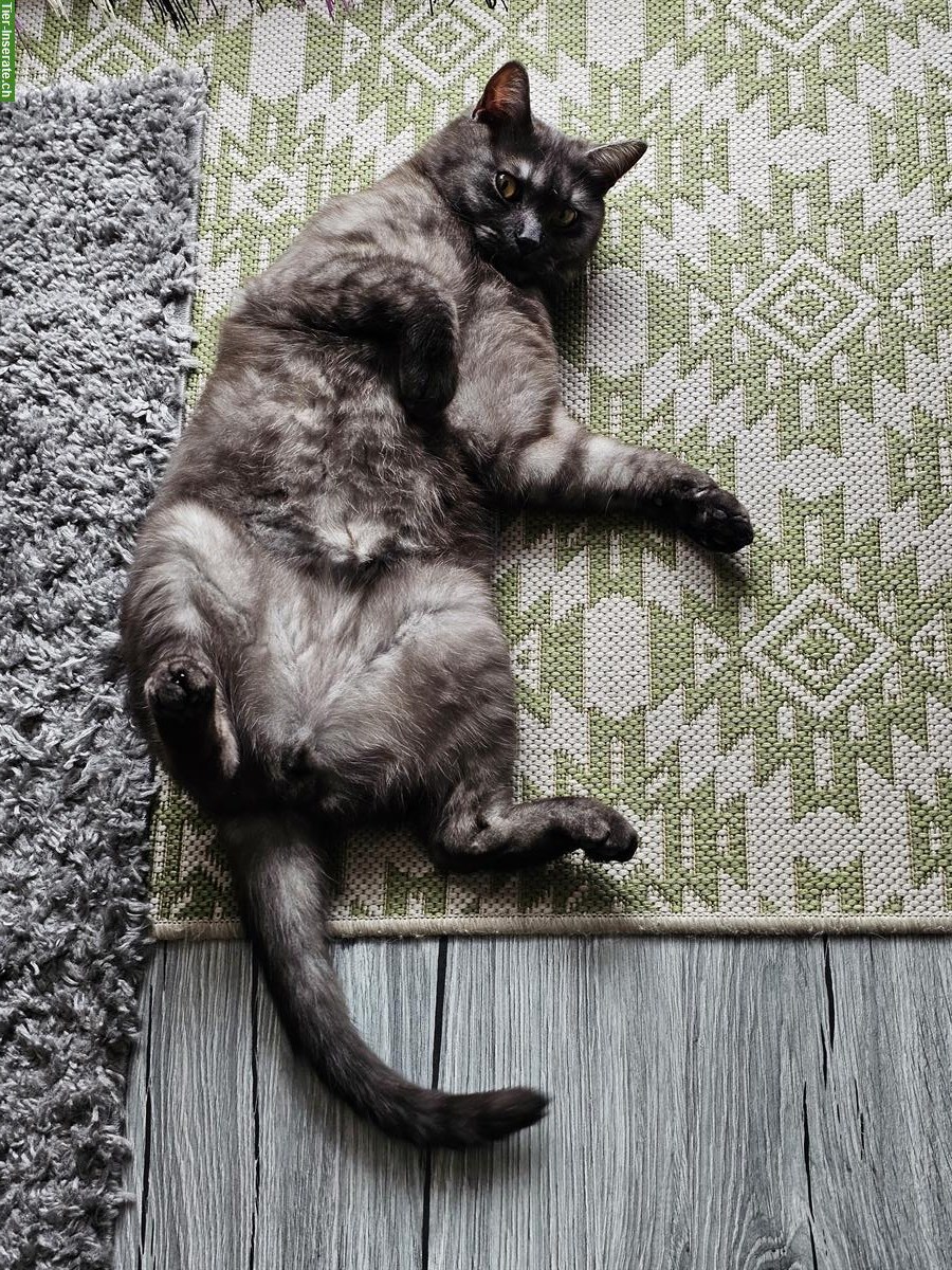 Bild 5: 1-jähriger BKH Kater kastriert sucht ein Zuhause