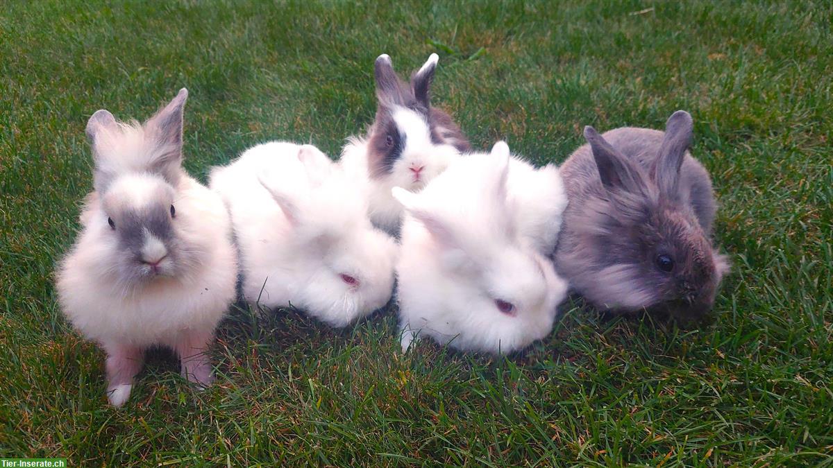 Kastrierte Mischlings Zwergkaninchen Böckli suchen Zuhause